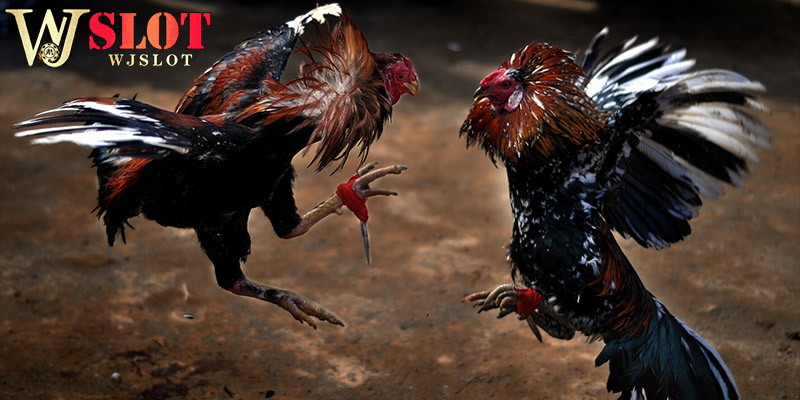 FORM OF COCKFIGHTING