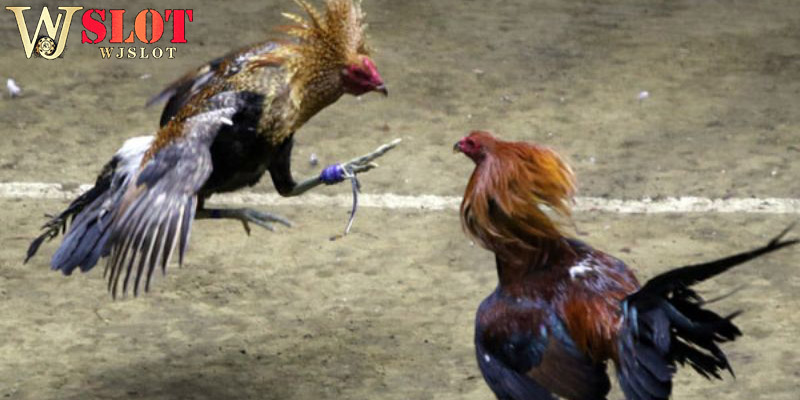 Extremely classy cockfighting